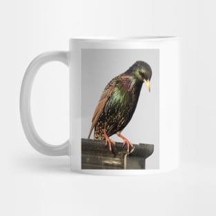 Starling Mug